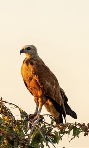 Preview wallpaper buzzard, bird, branch, wildlife