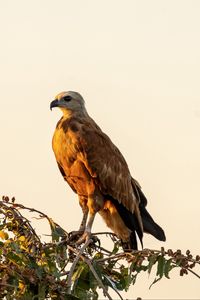 Preview wallpaper buzzard, bird, branch, wildlife