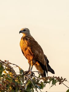 Preview wallpaper buzzard, bird, branch, wildlife