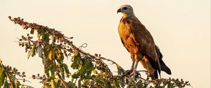 Preview wallpaper buzzard, bird, branch, wildlife