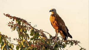 Preview wallpaper buzzard, bird, branch, wildlife