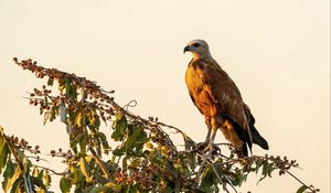 Preview wallpaper buzzard, bird, branch, wildlife