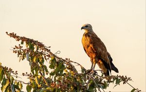 Preview wallpaper buzzard, bird, branch, wildlife