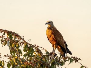 Preview wallpaper buzzard, bird, branch, wildlife