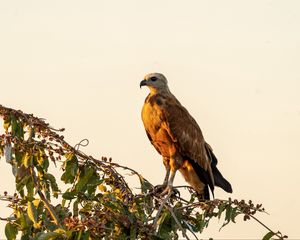 Preview wallpaper buzzard, bird, branch, wildlife