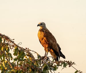 Preview wallpaper buzzard, bird, branch, wildlife