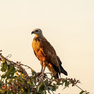 Preview wallpaper buzzard, bird, branch, wildlife