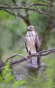 Preview wallpaper buzzard, bird, branch, blur