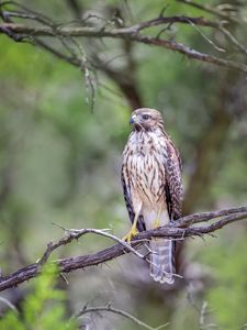 Preview wallpaper buzzard, bird, branch, blur