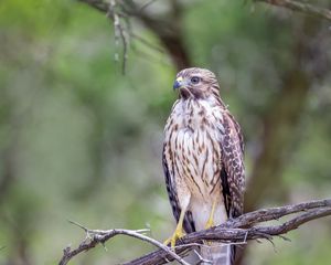 Preview wallpaper buzzard, bird, branch, blur