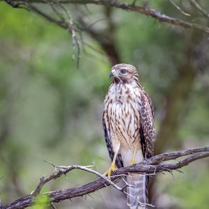 Preview wallpaper buzzard, bird, branch, blur