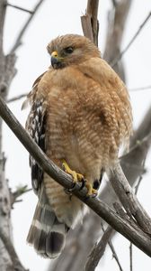 Preview wallpaper buzzard, bird, branch, wildlife, blur