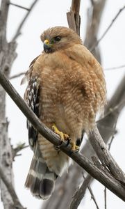 Preview wallpaper buzzard, bird, branch, wildlife, blur