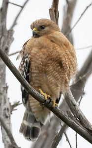 Preview wallpaper buzzard, bird, branch, wildlife, blur