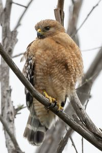 Preview wallpaper buzzard, bird, branch, wildlife, blur