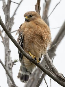 Preview wallpaper buzzard, bird, branch, wildlife, blur