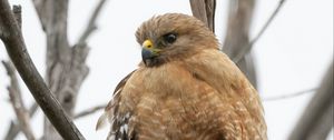 Preview wallpaper buzzard, bird, branch, wildlife, blur