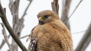 Preview wallpaper buzzard, bird, branch, wildlife, blur