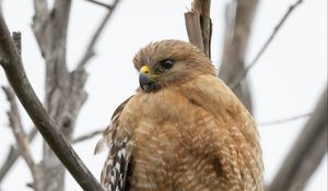 Preview wallpaper buzzard, bird, branch, wildlife, blur