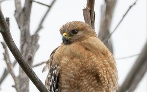 Preview wallpaper buzzard, bird, branch, wildlife, blur