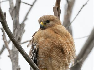 Preview wallpaper buzzard, bird, branch, wildlife, blur