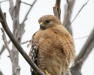 Preview wallpaper buzzard, bird, branch, wildlife, blur