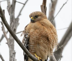 Preview wallpaper buzzard, bird, branch, wildlife, blur