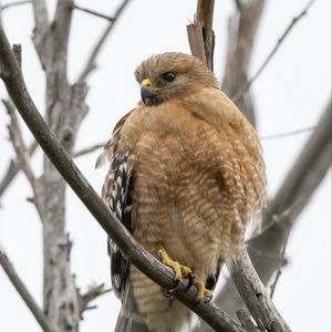 Preview wallpaper buzzard, bird, branch, wildlife, blur