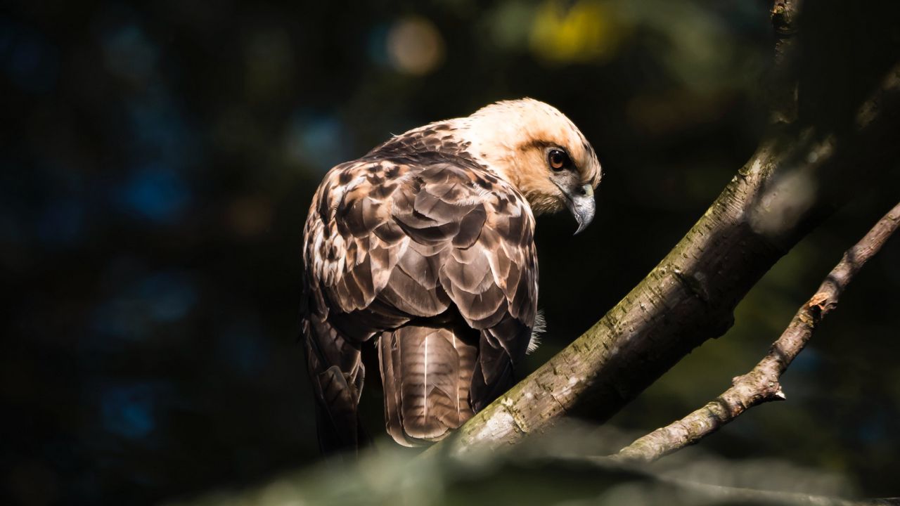 Wallpaper buzzard, bird, branches