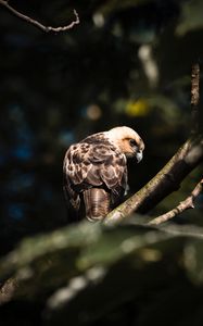 Preview wallpaper buzzard, bird, branches