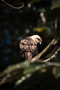 Preview wallpaper buzzard, bird, branches