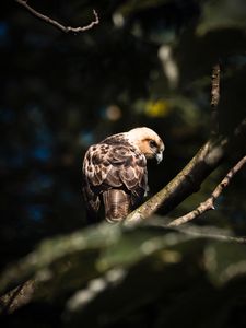 Preview wallpaper buzzard, bird, branches