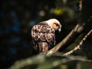 Preview wallpaper buzzard, bird, branches