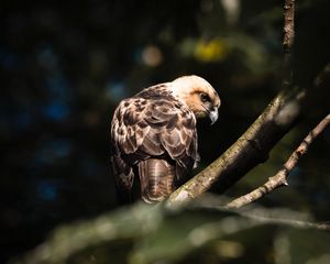 Preview wallpaper buzzard, bird, branches