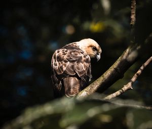 Preview wallpaper buzzard, bird, branches