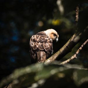 Preview wallpaper buzzard, bird, branches