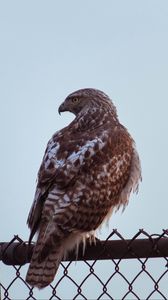 Preview wallpaper buzzard, bird, glance, fence