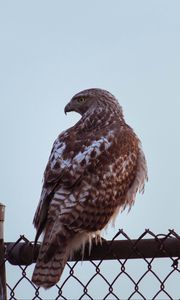 Preview wallpaper buzzard, bird, glance, fence