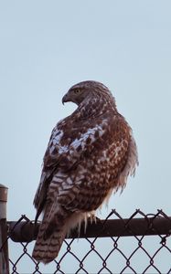 Preview wallpaper buzzard, bird, glance, fence