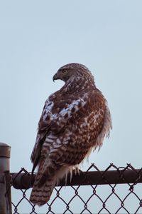 Preview wallpaper buzzard, bird, glance, fence