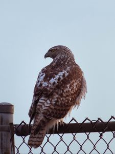 Preview wallpaper buzzard, bird, glance, fence