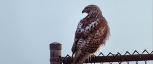 Preview wallpaper buzzard, bird, glance, fence