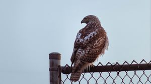 Preview wallpaper buzzard, bird, glance, fence