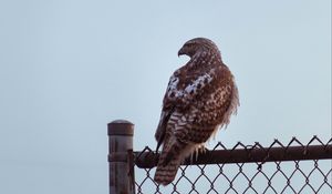 Preview wallpaper buzzard, bird, glance, fence