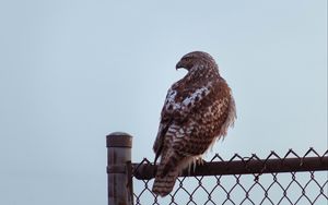 Preview wallpaper buzzard, bird, glance, fence