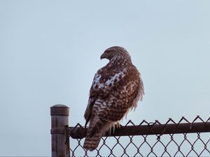 Preview wallpaper buzzard, bird, glance, fence