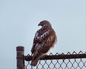 Preview wallpaper buzzard, bird, glance, fence