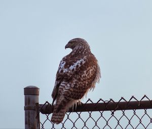 Preview wallpaper buzzard, bird, glance, fence