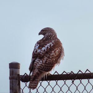 Preview wallpaper buzzard, bird, glance, fence