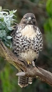 Preview wallpaper buzzard, bird, leaves, flower, wildlife